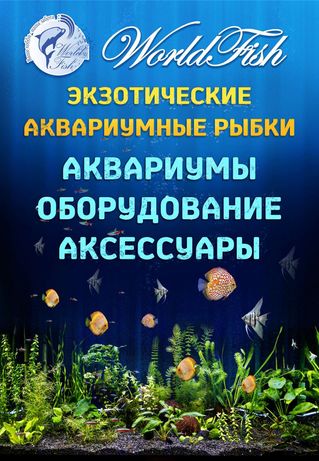 Аквариумные рыбки, скалярии, неоны, гуппи, растения, аквариумы,