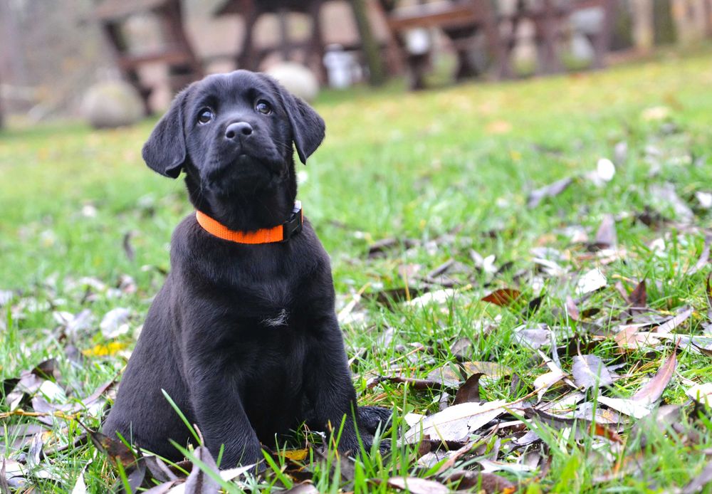 Piękny szczeniak Labrador Retriever FCI