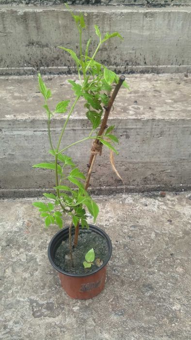 Клематис "Радар любові"