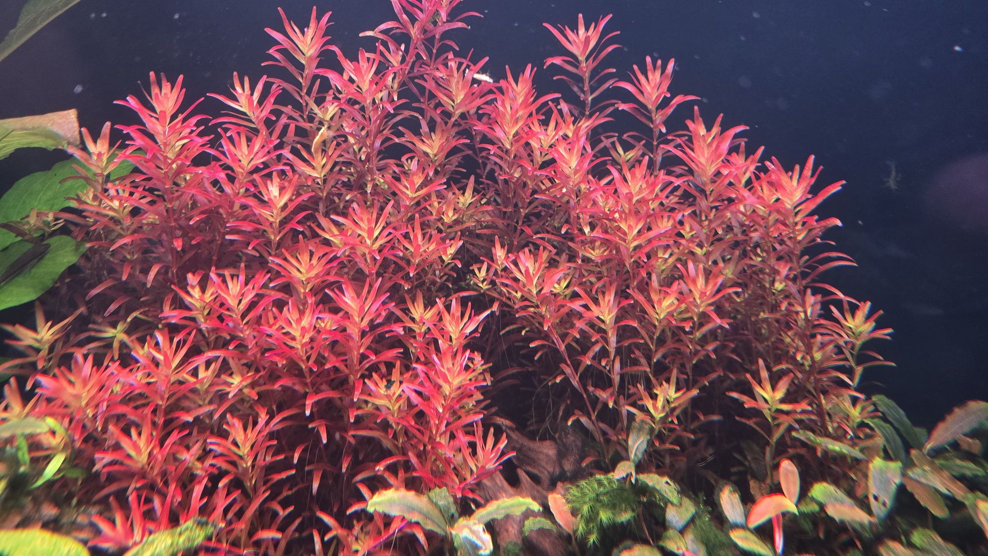 Rotala Bloody Red