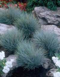 Овсянница-декоративная невысокая трава шаровидной формы