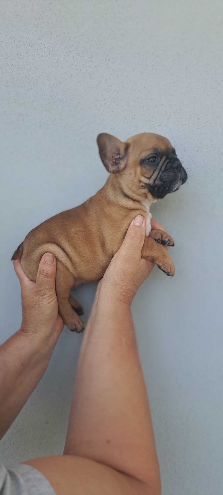 Buldogue francês macho red fawn