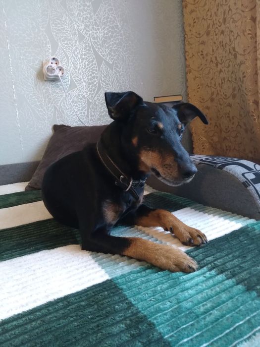 Віддам собаку в добрі руки Ягдтерьєр