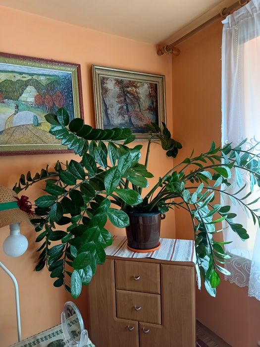 Kwiat donniczkowy.Zamiokulkas.