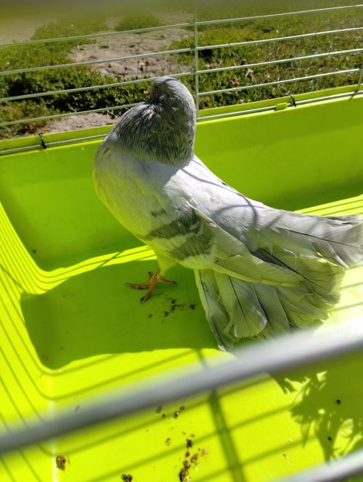 Samice pawik gołąb