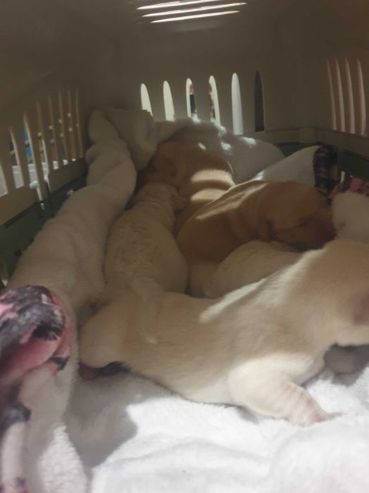 Метис лабрадора цуценята шукають родину