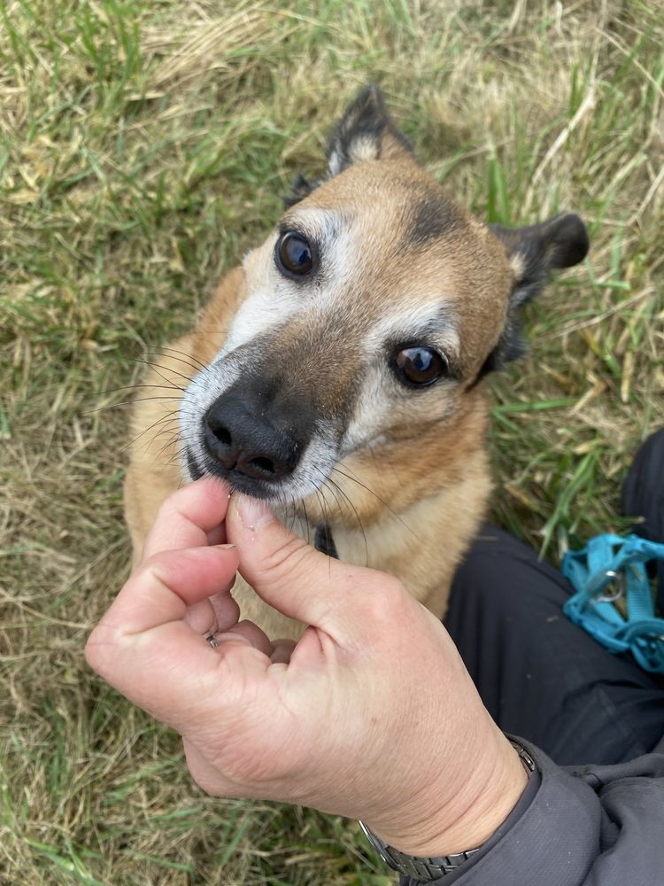 Gapcio - uroczy kundelek do adopcji