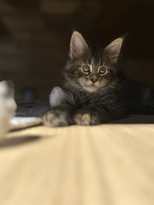 Kocur Maine Coon