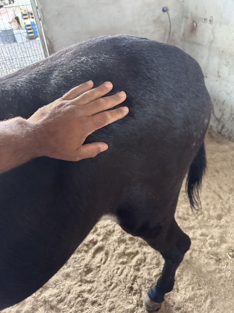 Vendo burro ou troco