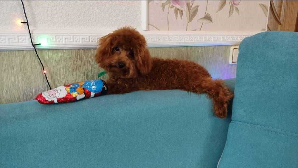 Той пудель тікап дівчинка