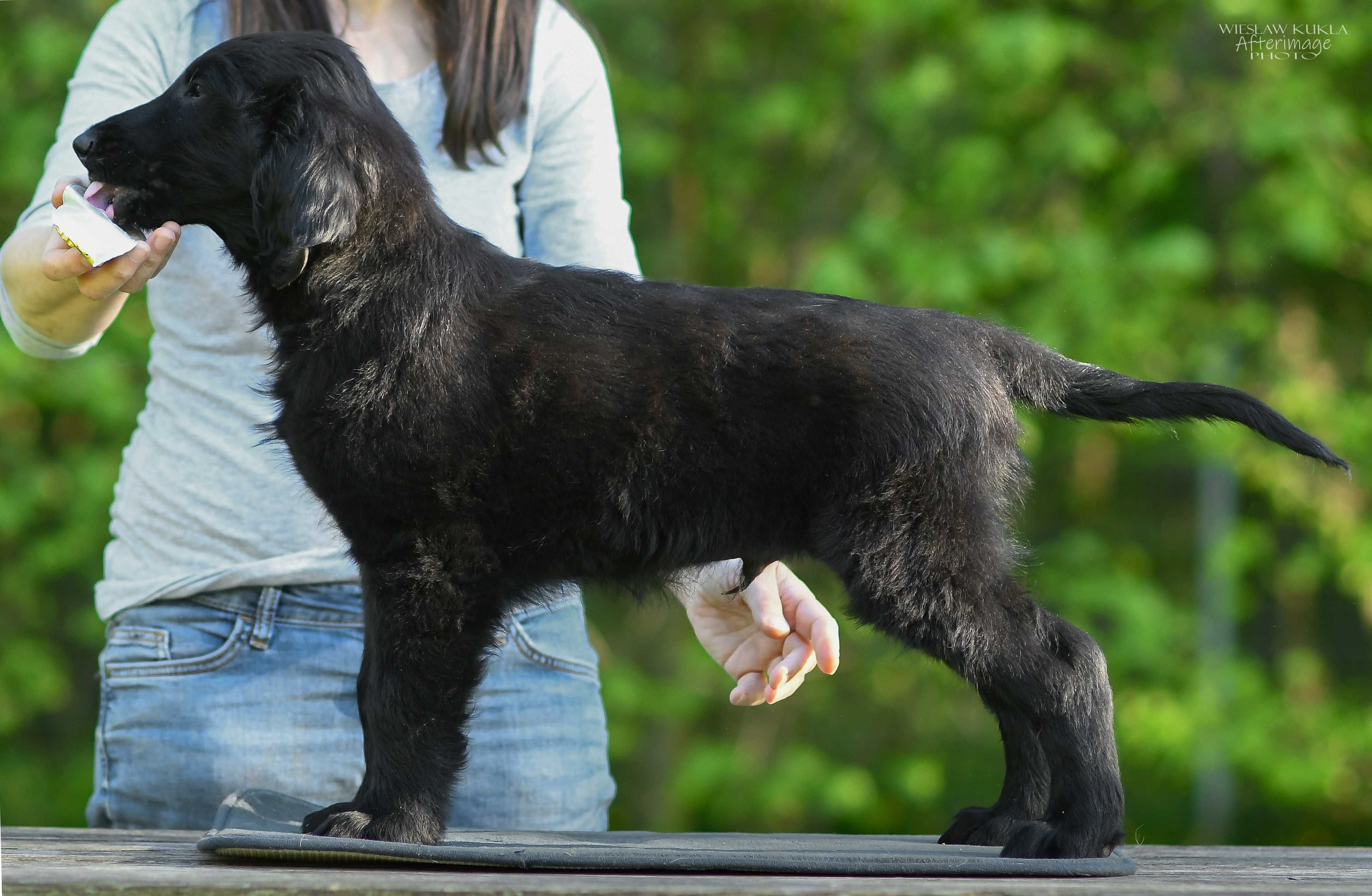 Flat Coated Retriever - czarny piesek po Zwycięzcy Świata
