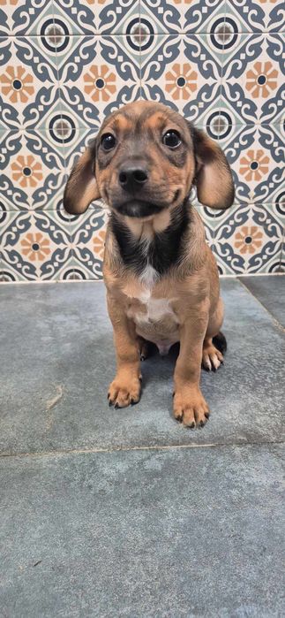 Szczeniaki chłopczyki około 3 miesiące