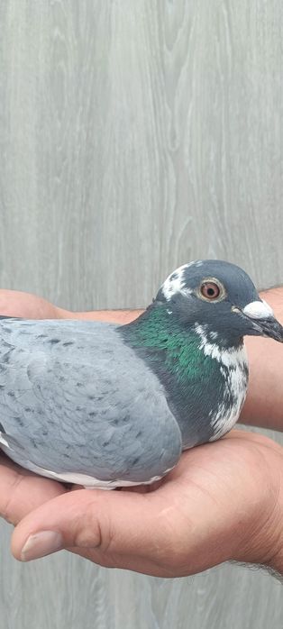 Gołąb pocztowy samiec Tomasz Rumuński