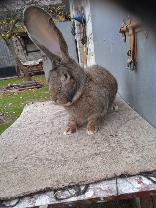 Olbrzym belgijski szary