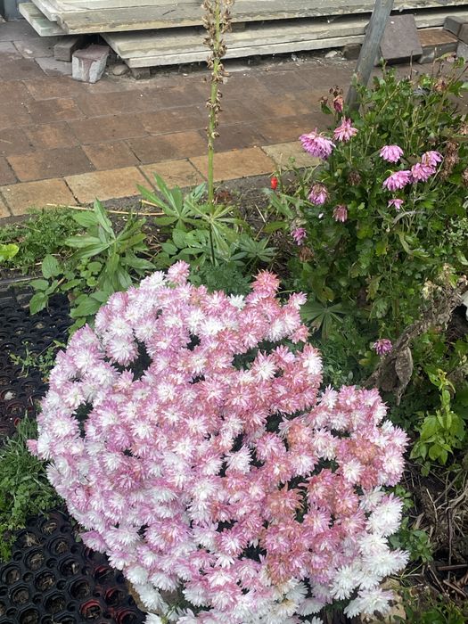 Chryzantemy zimujące w gruncie mix od 15 zł sadzonki