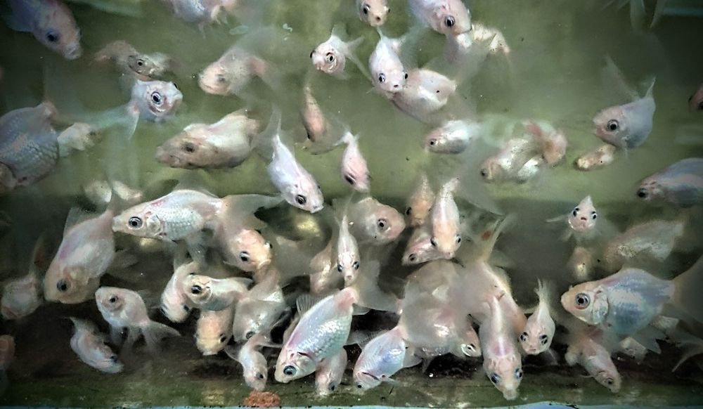 Goldfish ,,oranda  white body,,  welonka welonek welonki welon biały