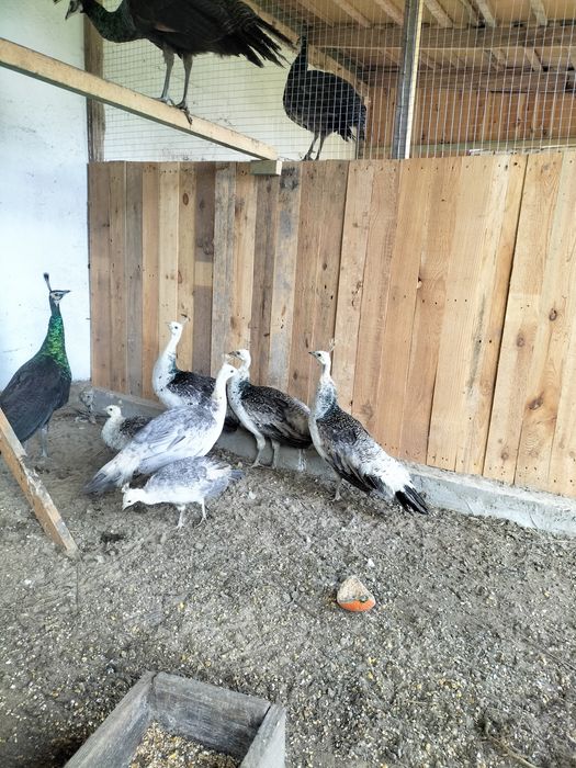 Sprzedam pawie czarnoskrzydłe