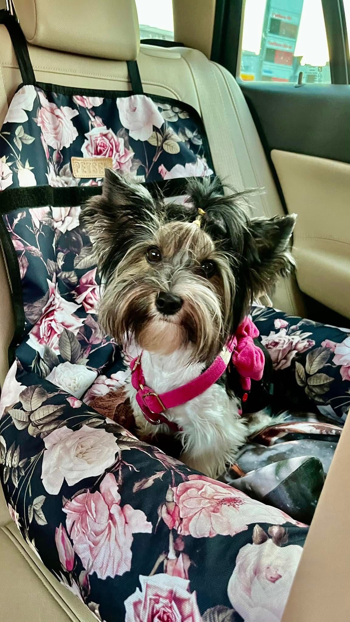 Suczka Yorkshire Terrier Biewer
