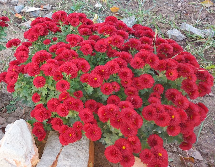Хризантема мультифлора бордова і висока біло-жовта