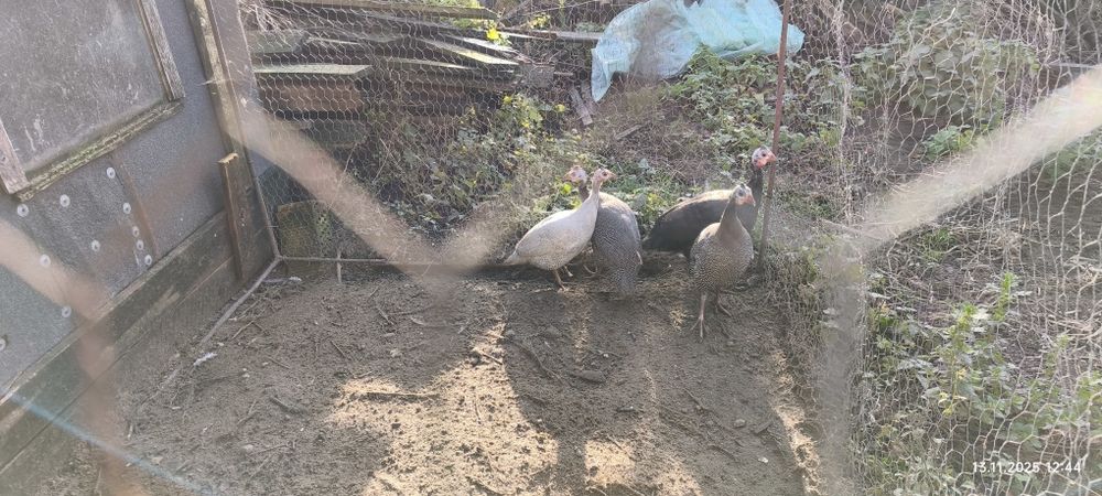 Perliki młode (lawendowe, jarzębate)