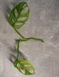 Monstera Adansonii Variegata - sadzonka pędowa