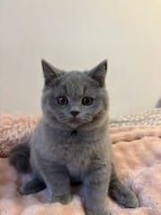 kotka bytyjska krótkowłosa niebieska rodowod FPL