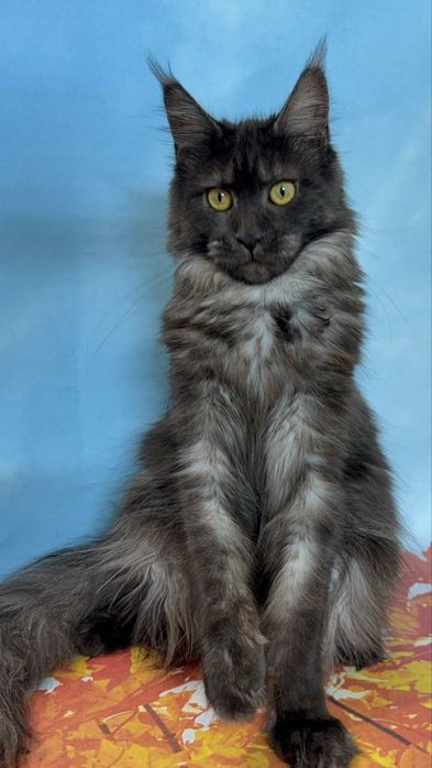 Дівчата в гарну сім»ю