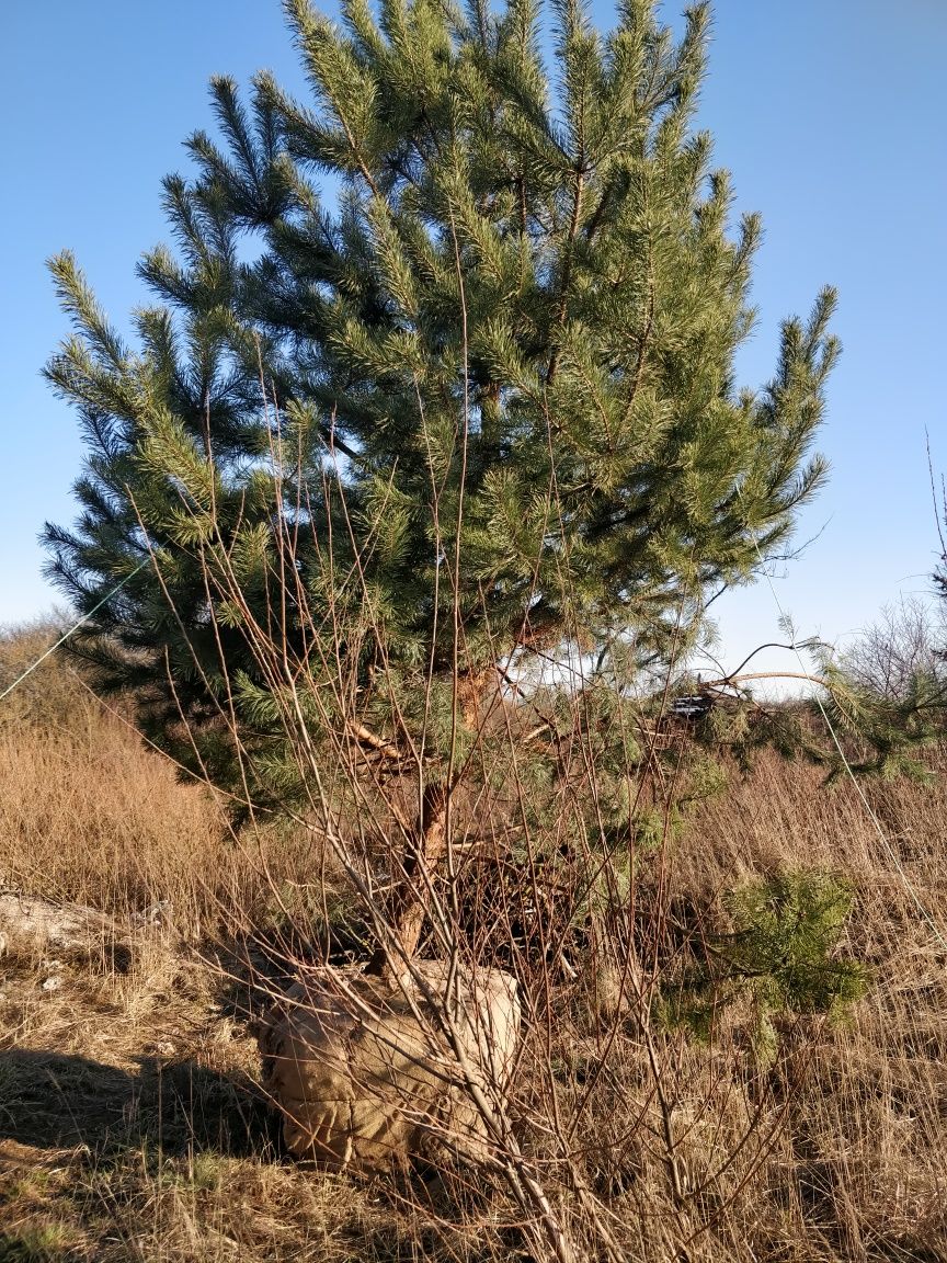 Сосна чорна, кедрова, кримська, корейська, австрійська, Крупноміри, гі