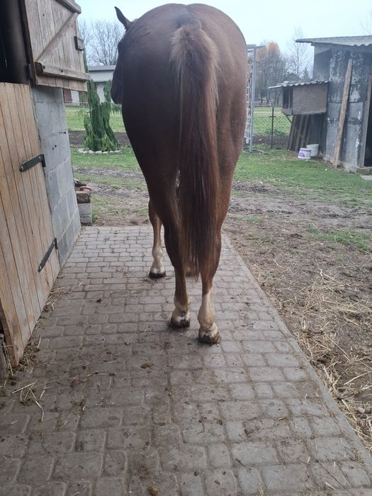 Sprzedam klacz 1.5 roku