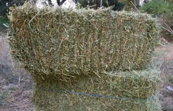 Сіно з люцерни, не тюковане, зелене,високої якості
