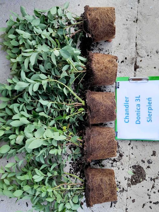 Borówka amerykańska Chandler CAC 3 letnie donica 3 litry  PREMIUM