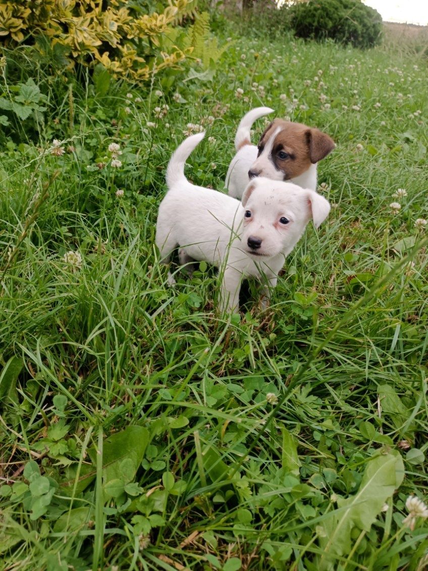 Jack Russell Terier, suczka
