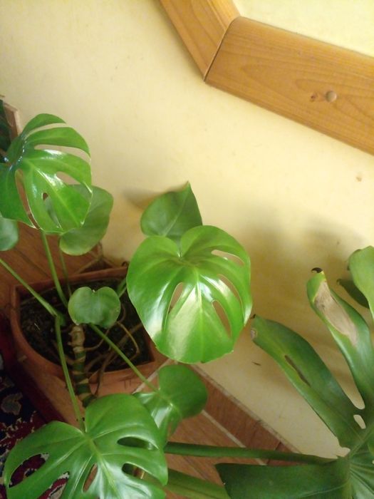 Монстера, однорічний саджанець