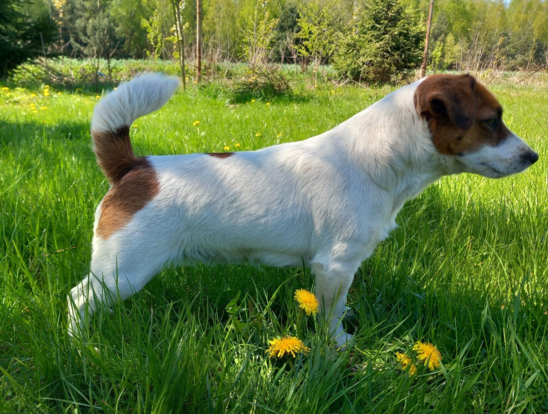 Jack Russell Terrier- gładki piesek FCI