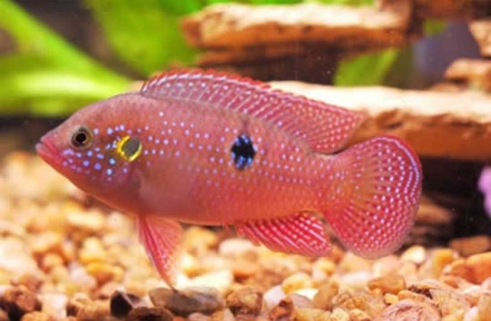 Troco por guppys