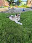 Syberian Husky samczyk