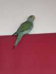 Ring neck verde turquesa 25