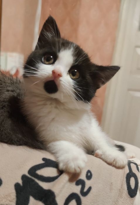 Отдам_ кошки_ котята_ шамиль