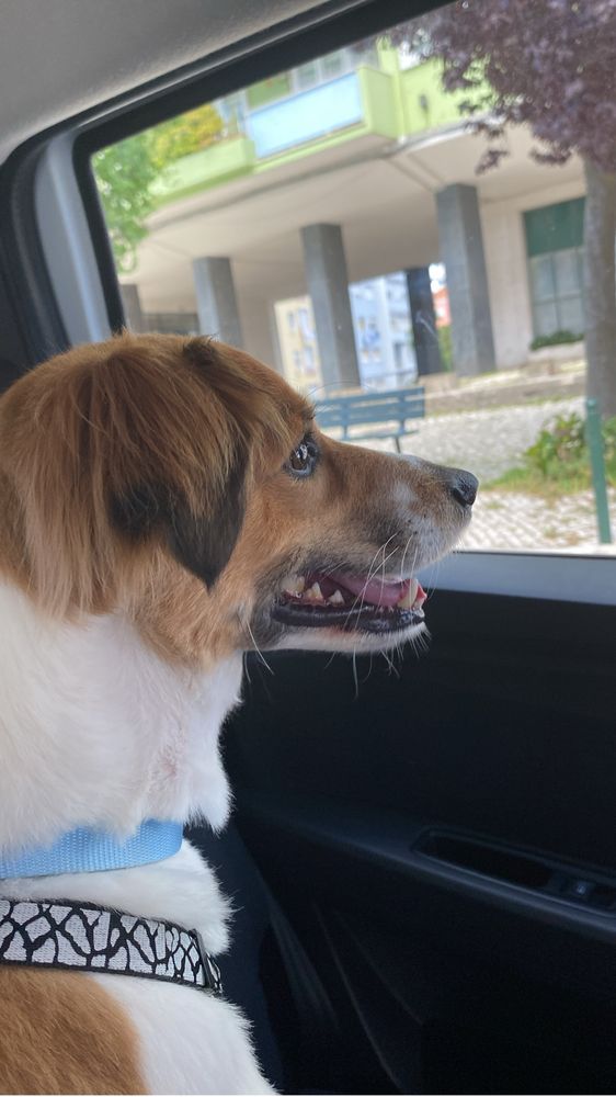 Pet sitter/ cuidadora de animais