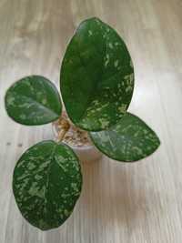 Hoya carnosa Wilbur Greves
