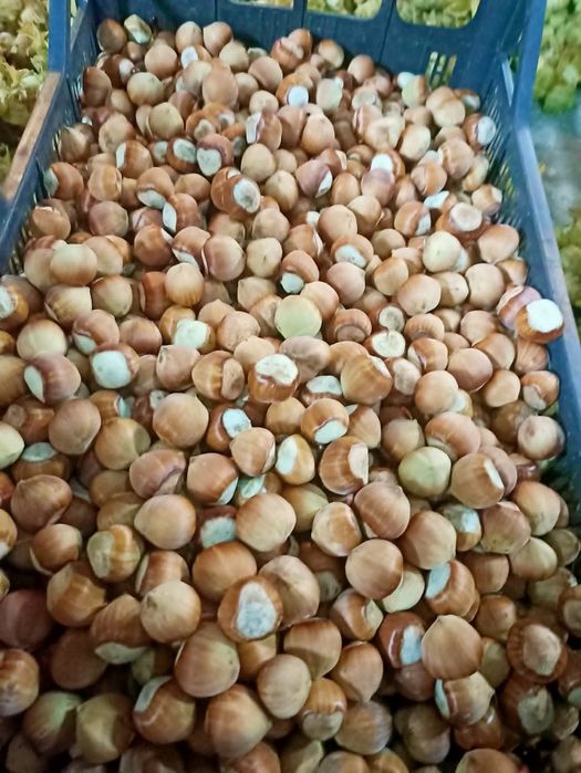 Orzech laskowy 6 kg 90 zł