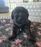 Labrador czarny piesek