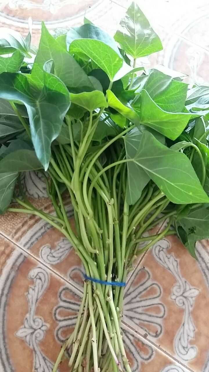rama de batata doce