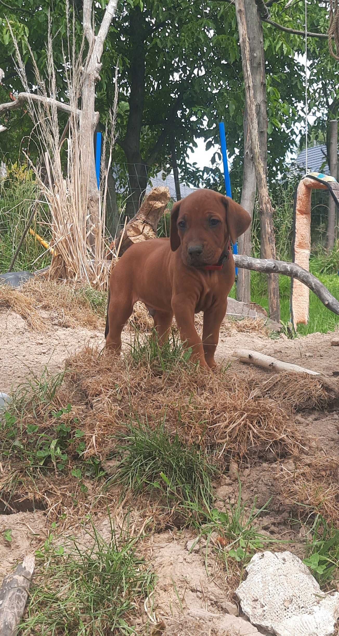 Szczenię Rhodesian Ridgeback - Hodowla ZKwP/FCI