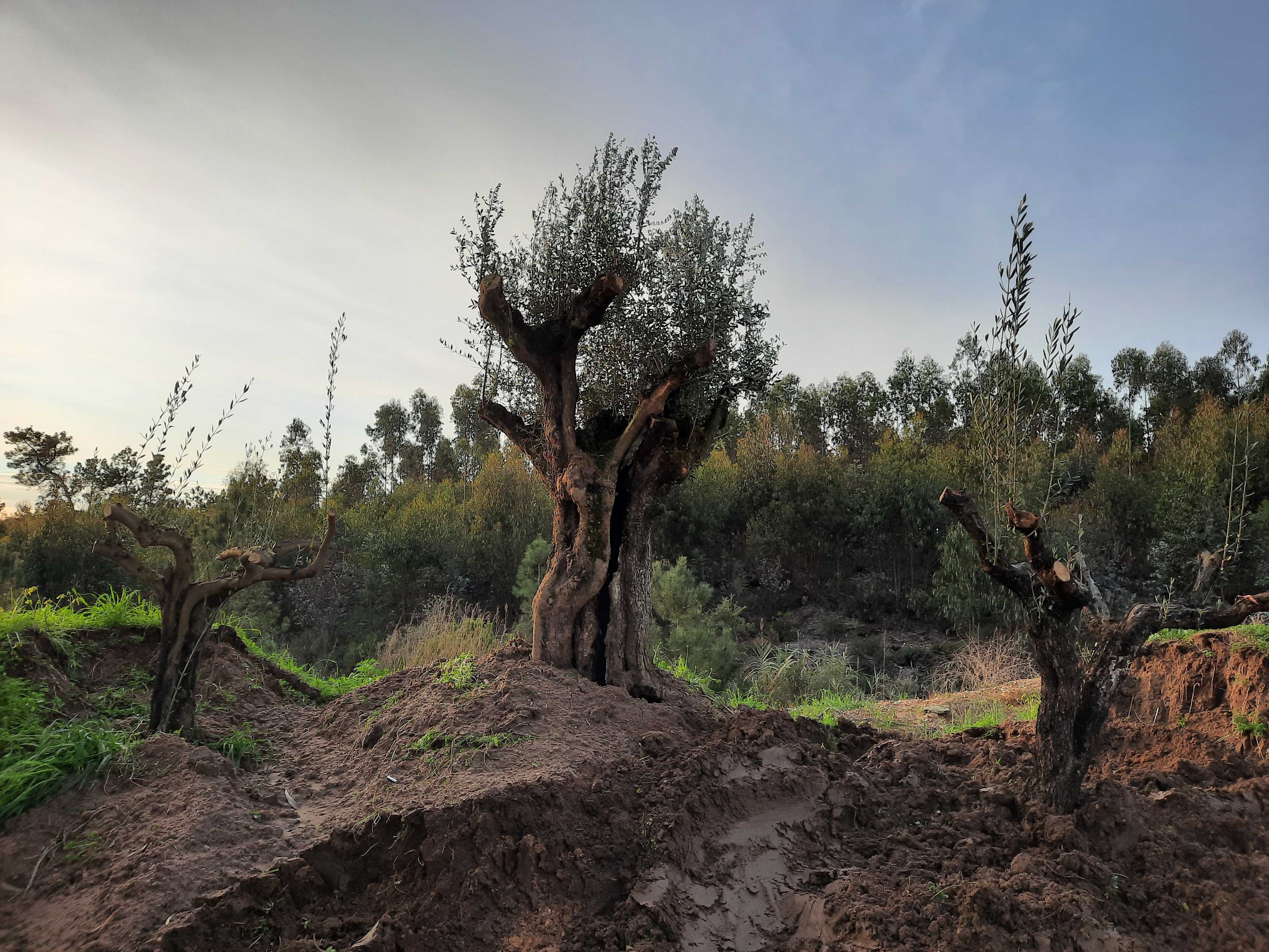 Oliveiras para Jardins