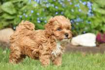 Przepiękny, malutki piesek maltipoo