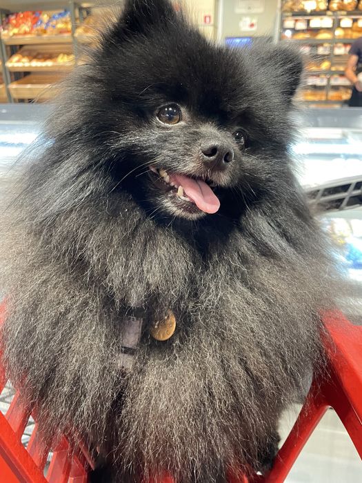 Шпиц кобель Вязка