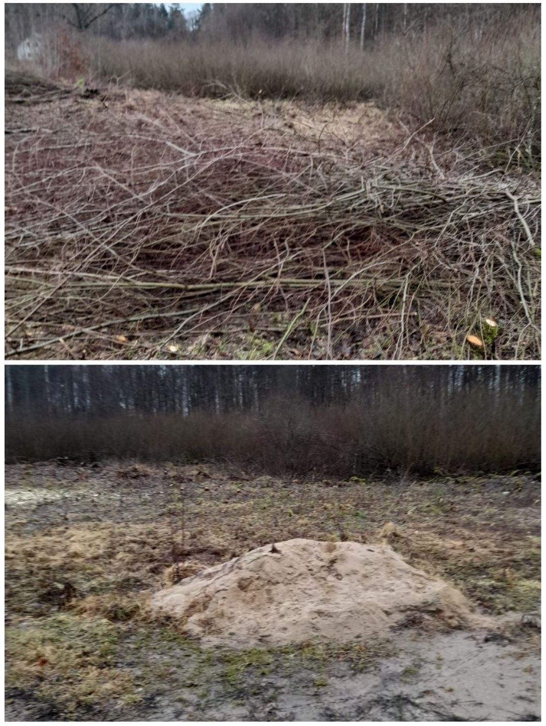 Czyszczenie ogrodów z krzewów gałęzi przycinanie drzew tuj zrębki