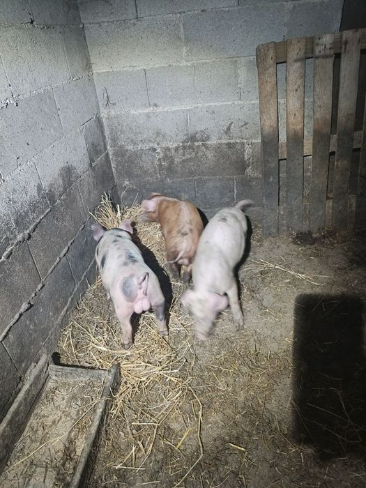 Leitões landerace e duroc