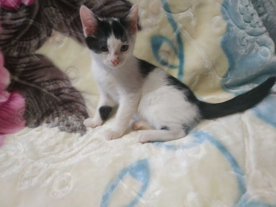 Кошенята шукають люблячу родину